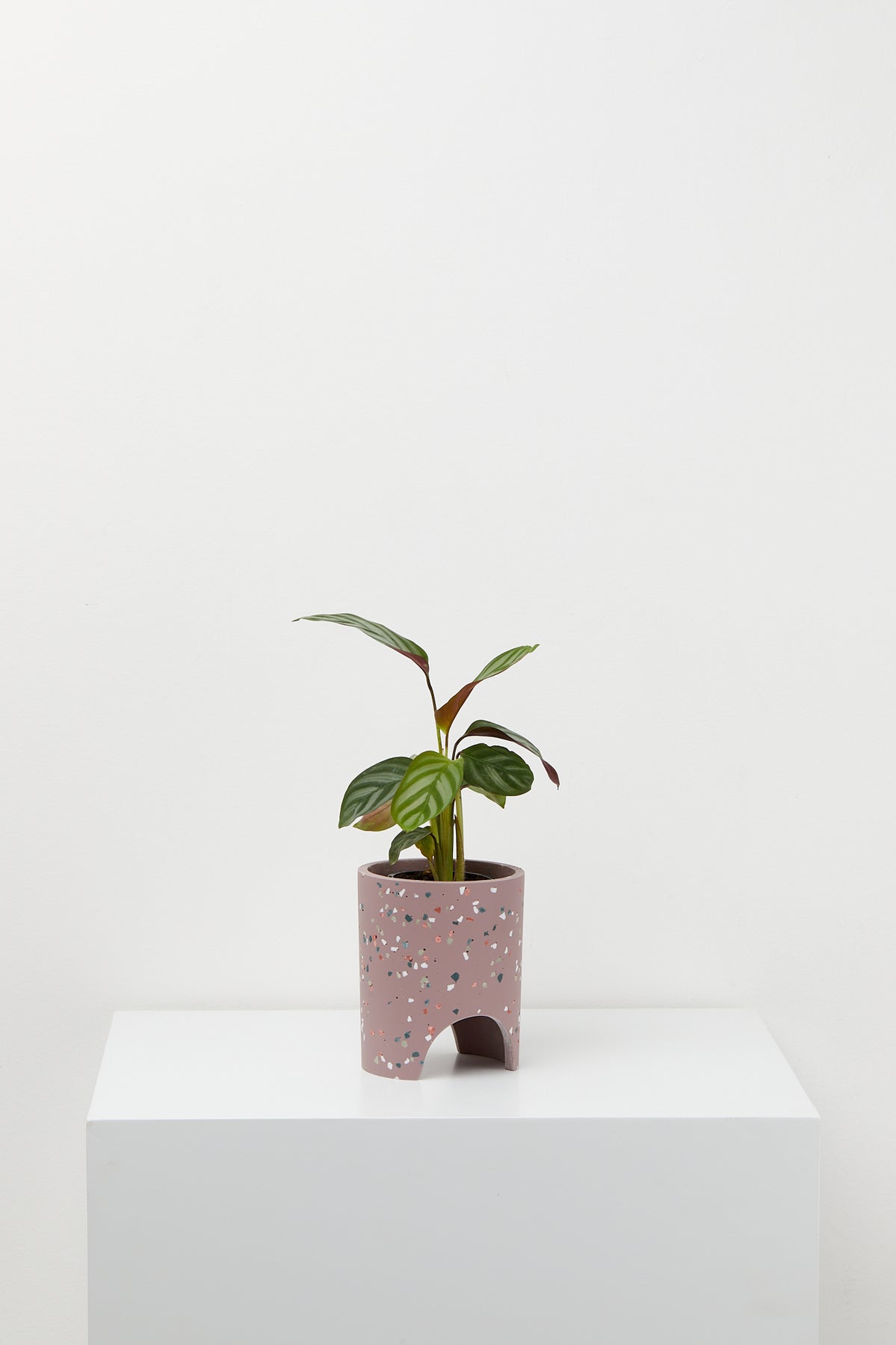 Archie Terrazzo Pot Small | Various Colours