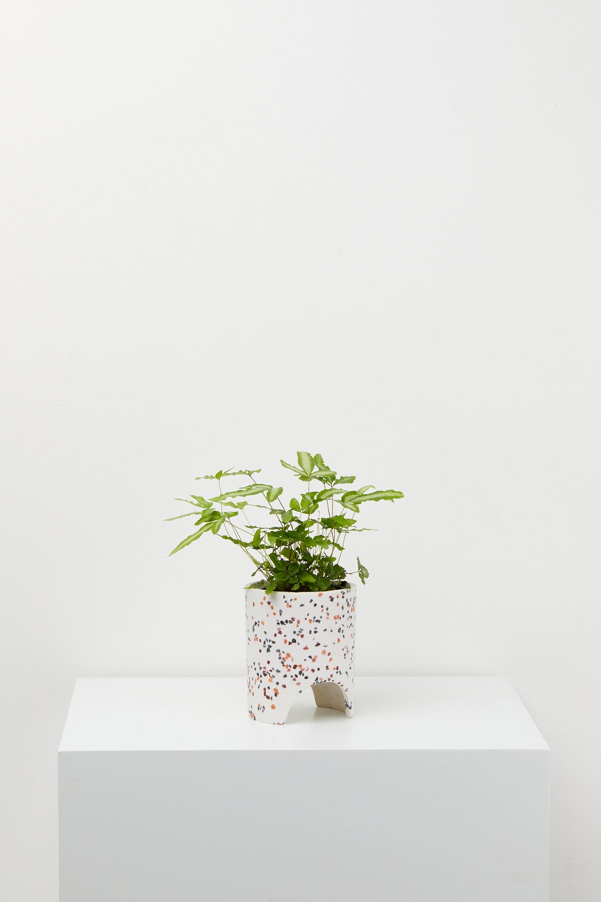 Archie Terrazzo Pot Small | Various Colours